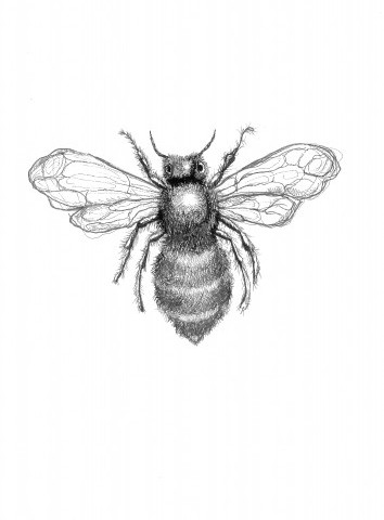 Bee